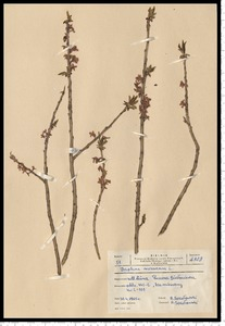 Daphne mezereum L.