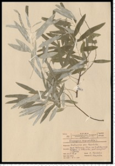 Elaeagnus angustifolia L.