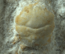 Tanidromites hyznyi