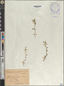 Campanula pseudolanceolata Pant.