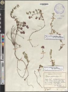 Thymus pulcherrimus Schur subsp. pulcherrimus & subsp. sudeticus (Lyka) P. A. Schmidt