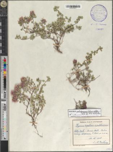 Thymus pulcherrimus Schur subsp. sudeticus (Lyka) P. A. Schmidt
