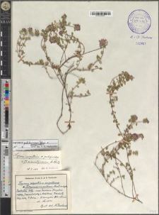 Thymus pulcherrimus Schur × pulegioides L.