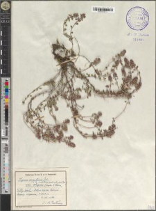 Thymus carpaticus Čel. var. wagneri (Lyka) Ronn.