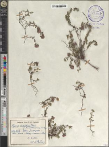 Thymus carpaticus Čelak.