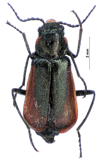 Malachius aeneus (Linnaeus, 1758)