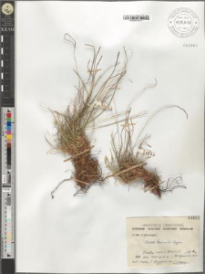 Carex humilis Leyss.