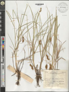 Carex leporina L.