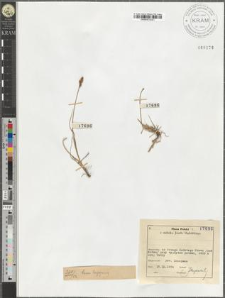 Carex lagopina