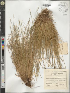 Carex loliacea L.