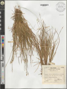 Carex loliacea L.