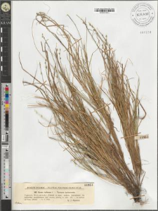 Carex loliacea L.