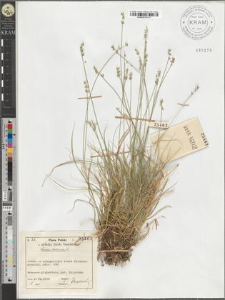 Carex loliacea L.