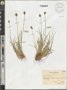 Carex Macloviana D' Urv.