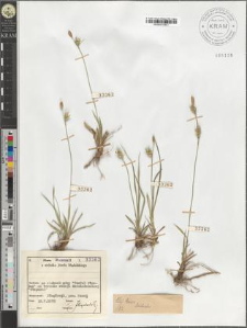 Carex Michelii