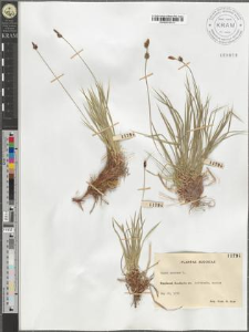 Carex montana L.