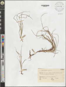 Carex obtusata Liljeblad