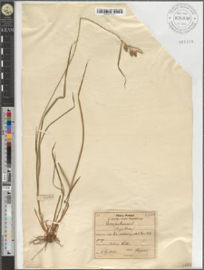 Carex pallescens L.