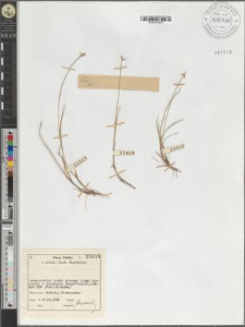Carex pauciflora Lghf.