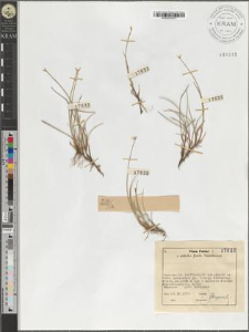 Carex pauciflora Lghf.