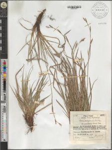 Carex pediformis C. A. M. subsp. macroura (Meinsh.) Podp.
