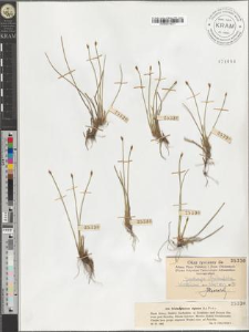 Trichophorum alpinum (L.) Pers.