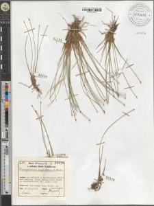 Trichophorum caespitosum (L.) Hartm.