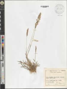 Agrostis alba L.