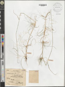 Agrostis vulgaris With. var. stolonifera Koch