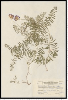 Astragalus danicus Retz.