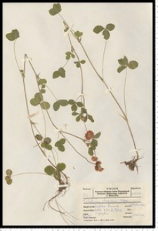 Trifolium hybridum L. subsp. elegans (Savi) Asch. & Graebn.