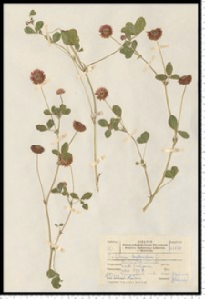 Trifolium hybridum L.