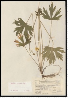 Ranunculus serpens Schrank subsp. nemorosus (DC.) G. López