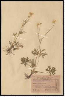 Ranunculus polyanthemos L.