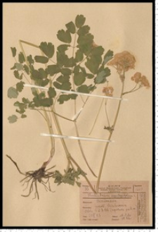 Thalictrum aquilegiifolium L.