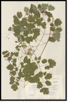 Thalictrum minus L.