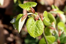 Tilia tomentosa Moench