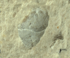 Goniodromites serratus