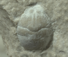 Goniodromites kubai