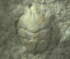 Goniodromites kubai