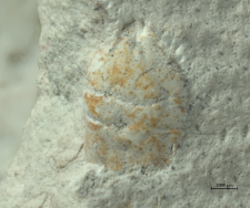 Tanidromites alexandrae