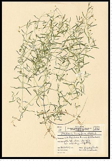 Stellaria longifolia Muhl. ex Willd.