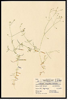 Stellaria longifolia Muhl. ex Willd.