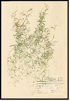 Stellaria longifolia Muhl. ex Willd.