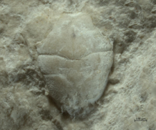 Goniodromites serratus