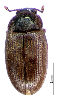 Diplocoelus fagi (Guérin, 1844)
