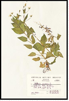Stellaria nemorum L.