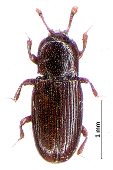 Cerylon ferrugineum Stephens, 1830