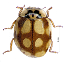 Adalia decempunctata (Linnaeus, 1758)