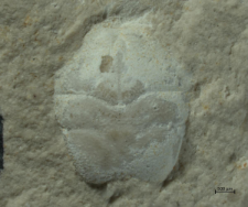 Goniodromites kubai